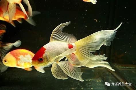 生命力 強的觀賞魚